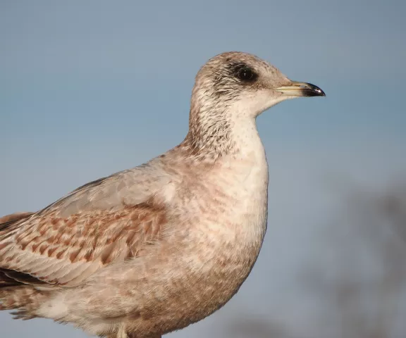 Short-billed Gull - Photo by Van Remsen