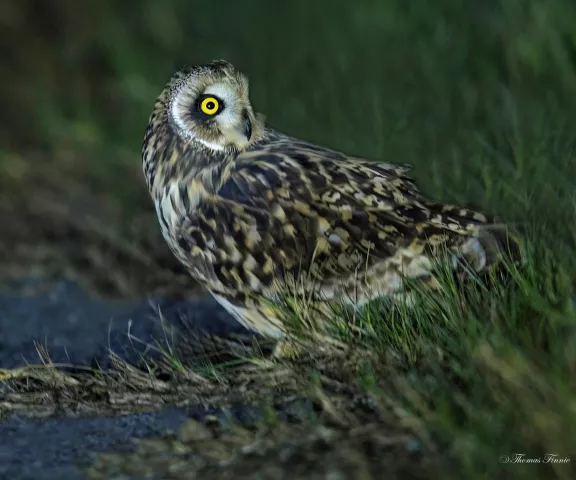 Short-eared Owl - Photo by Tom Finnie