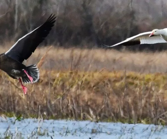 Snow Goose - Photo by Ruth Cronan