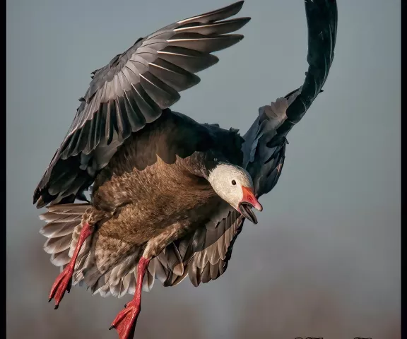 Snow Goose - Photo by Tom Finnie