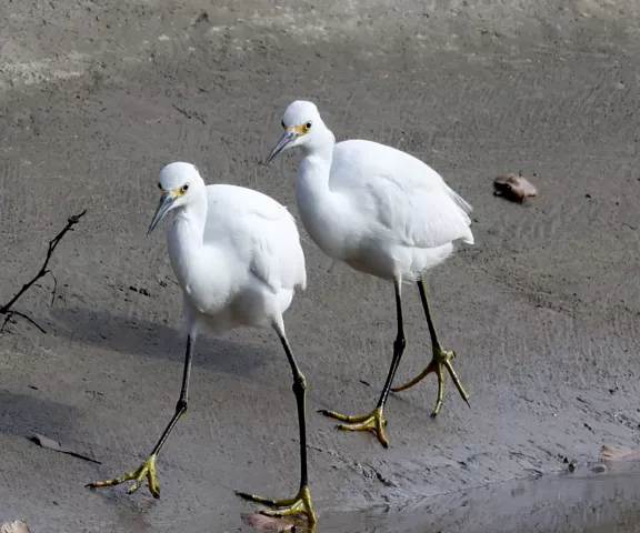 Snowy Egret - Photo by Vicki Sensat