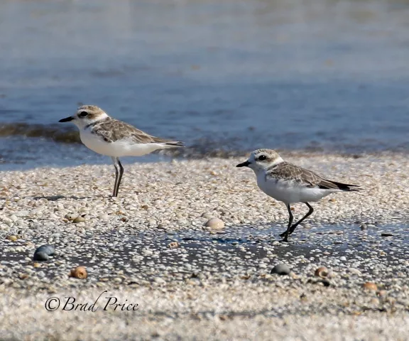 Snowy Plover - Photo by Brad Price