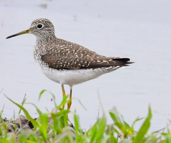 Solitary Sandpiper - Photo by Ruth Cronan