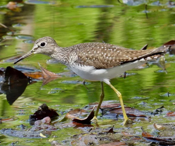 Solitary Sandpiper - Photo by Van Remsen