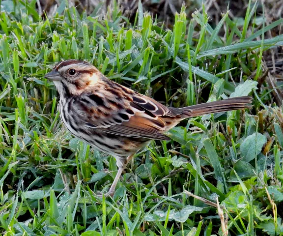 Song Sparrow - Photo by Van Remsen