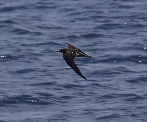 Sooty Tern - Photo by Van Remsen