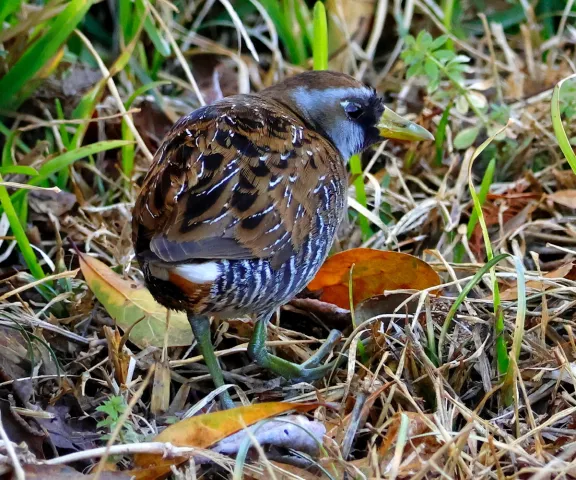 Sora - Photo by Vicki Sensat