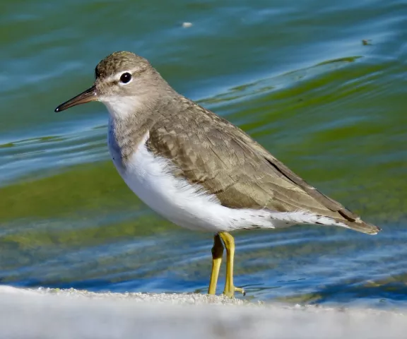 Spotted Sandpiper - Photo by Van Remsen