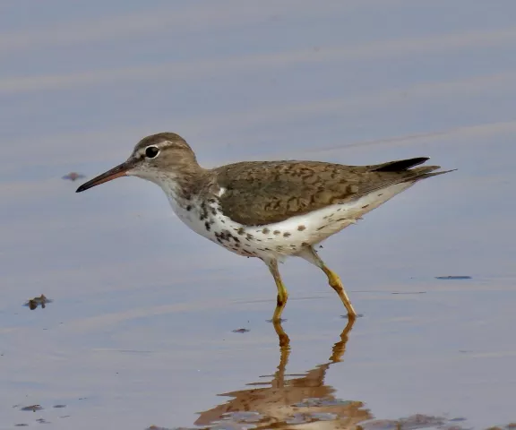 Spotted Sandpiper - Photo by Van Remsen