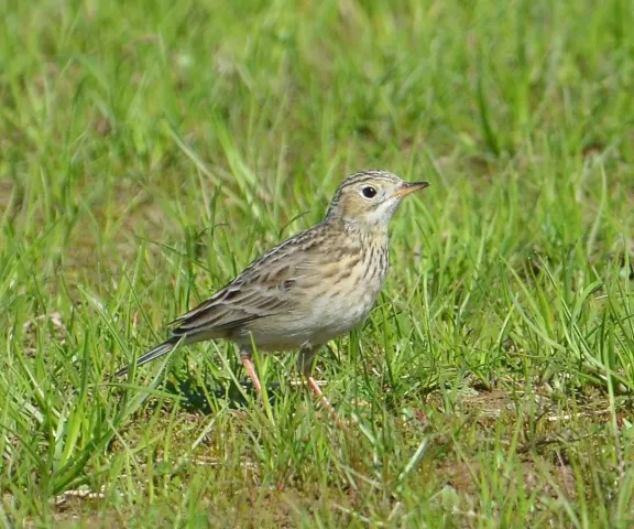 Sprague's Pipit - Photo by Van Remsen