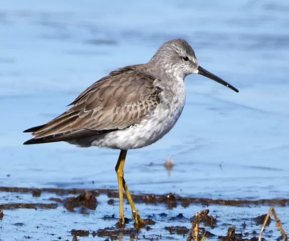 Stilt Sandpiper - Photo by Erik Johnson