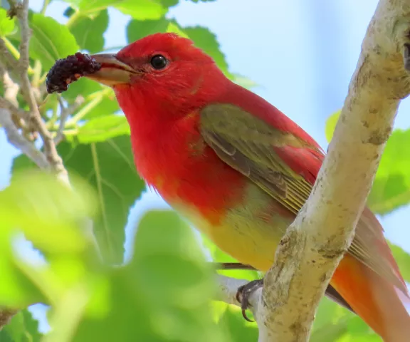 Summer Tanager - Photo by Vicki Sensat