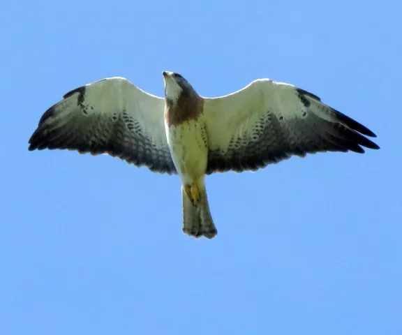 Swainson's Hawk - Photo by Vicki Sensat