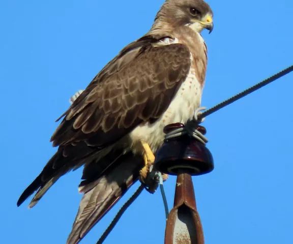 Swainson's Hawk - Photo by Vicki Sensat