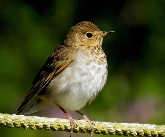 Swainson's Thrush - Photo by Van Remsen