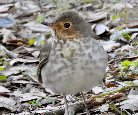 Swainson's Thrush - Photo by Van Remsen