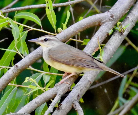 Swainson's Warbler - Photo by Van Remsen