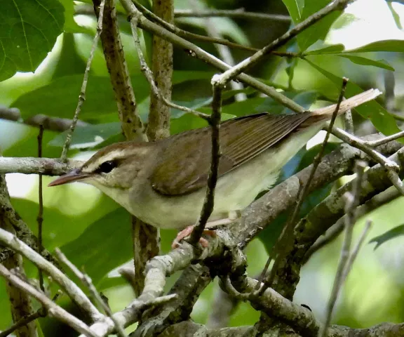 Swainson's Warbler - Photo by Van Remsen