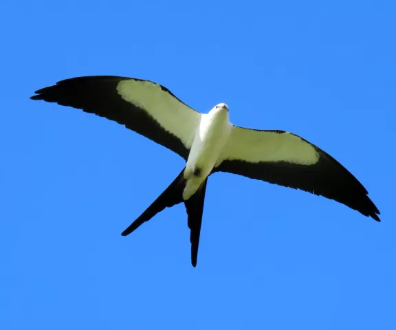 Swallow-tailed Kite - Photo by Vicki Sensat