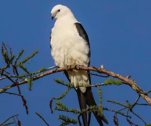 Swallow-tailed Kite - Photo by Nancy Newport Ellington