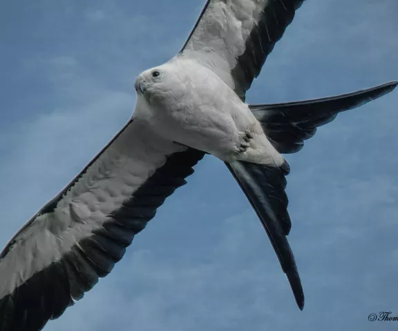 Swallow-tailed Kite - Photo by Tom Finnie