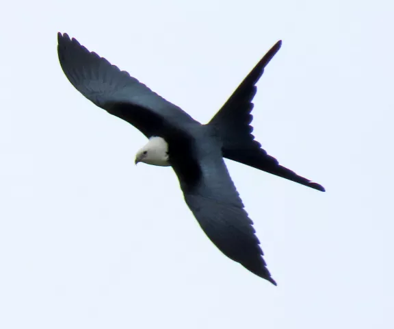 Swallow-tailed Kite - Photo by Vicki Sensat