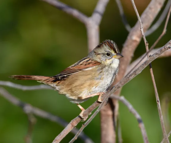 Swamp Sparrow - Photo by Erik Johnson