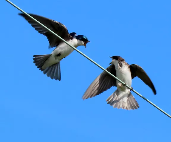 Tree Swallow - Photo by Vicki Senset