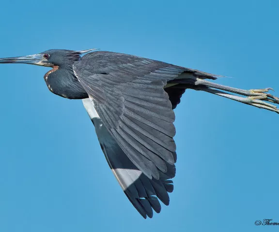 Tricolored Heron - Photo by Tom Finnie