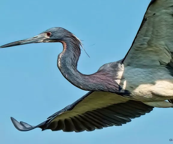 Tricolored Heron - Photo by Tom Finnie