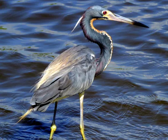 Tricolored Heron - Photo by Vicki Sensat