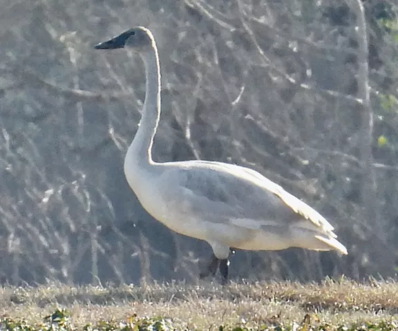 Trumpeter Swan - Photo by Van Remsen