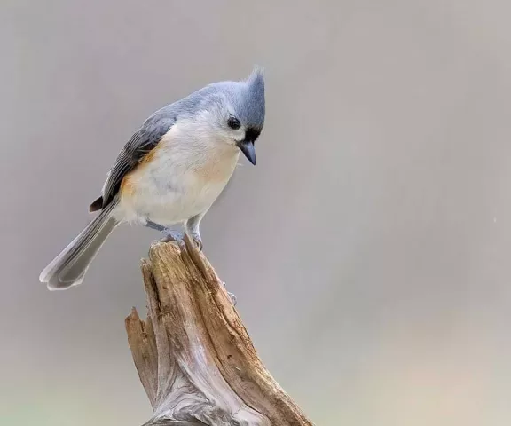 Tufted Titmouse - Photo by Jim E. Johnson