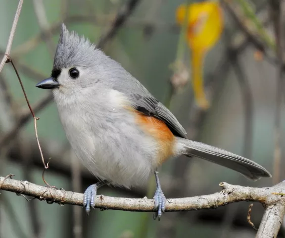 Tufted Titmouse - Photo by Van Remsen