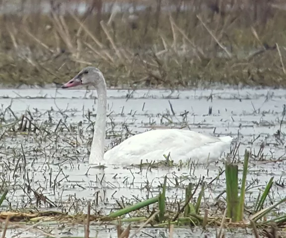 Tundra Swan - Photo by Erik Johnson