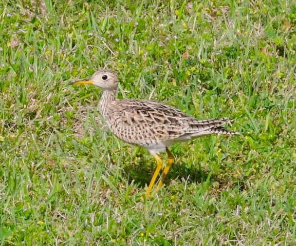 Upland Sandpiper - Photo by Ruth Cronan