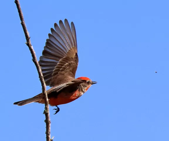 Vermilion Flycatcher - Photo by Vicki Sensat