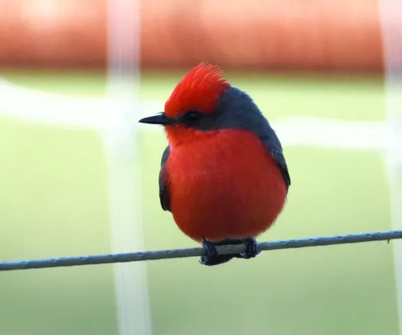 Vermilion Flycatcher - Photo by Erik Johnson