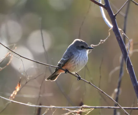 Vermilion Flycatcher (female) - Photo by Matt Conn