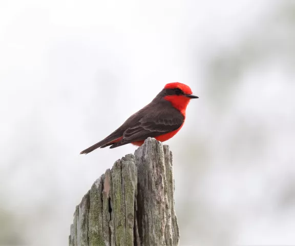 Vermilion Flycatcher - Photo by Matt Conn