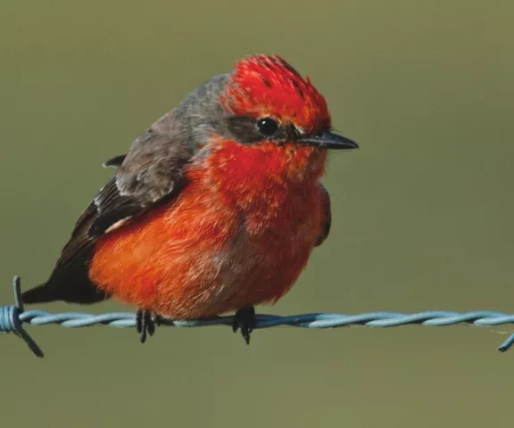 Vermilion Flycatcher - Photo by Tom Finnie