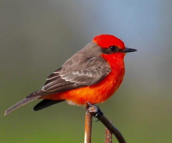 Vermilion Flycatcher - Photo by Van Remsen