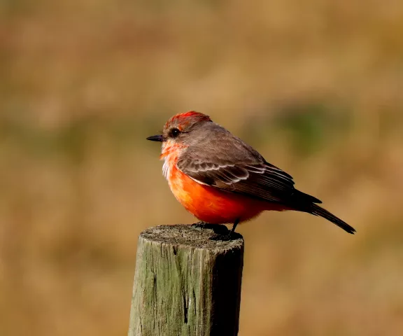 Vermilion Flycatcher - Photo by Vicki Sensat