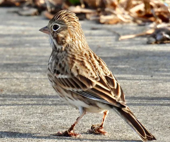 Vesper Sparrow - Photo by Van Remsen