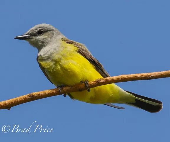 Western Kingbird - Photo by Brad Price