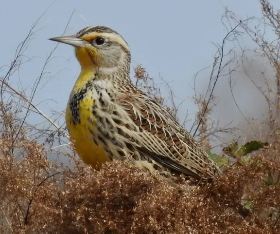 Western Meadowlark - Photo by Van Remsen