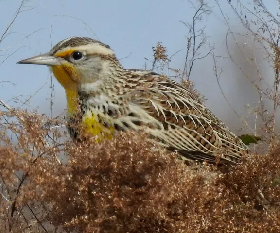 Western Meadowlark - Photo by Van Remsen