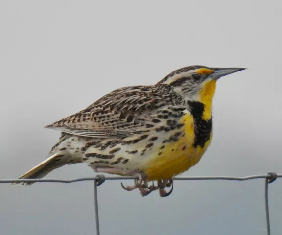 Western Meadowlark - Photo by Van Remsen