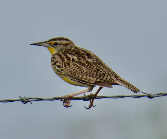 Western Meadowlark - Photo by Van Remsen