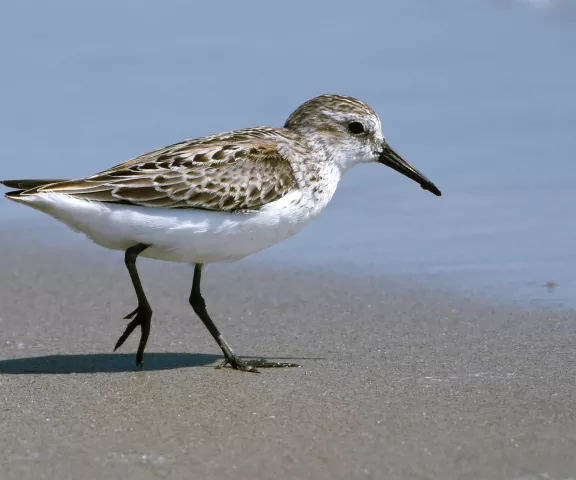 Western Sandpiper - Photo by Erik Johnson